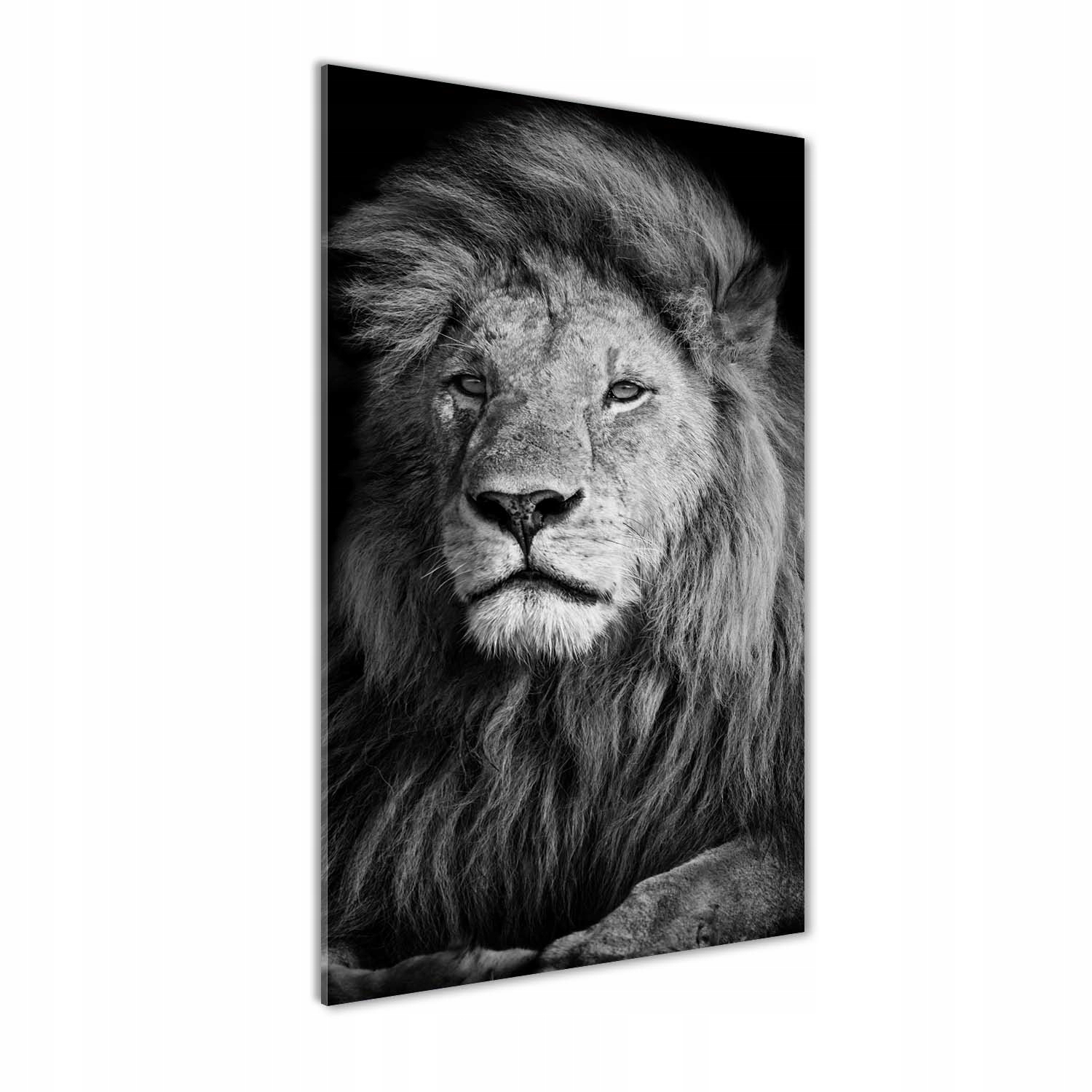 

Nowoczesny fotoobraz akrylowy Portret lwa 70x140cm