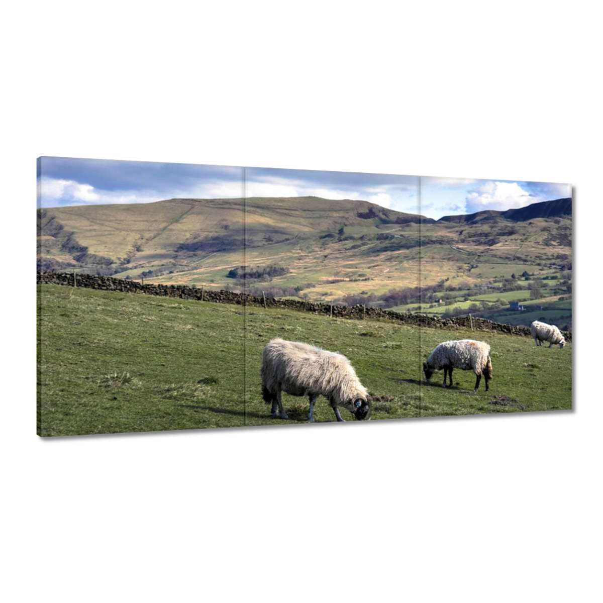 Obrazy 180x90 Ovce v hale