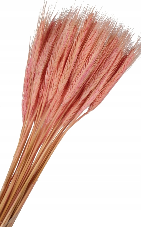 

Pszenżyto Różowe Zboże Suszone Kłosy Susz Dekor