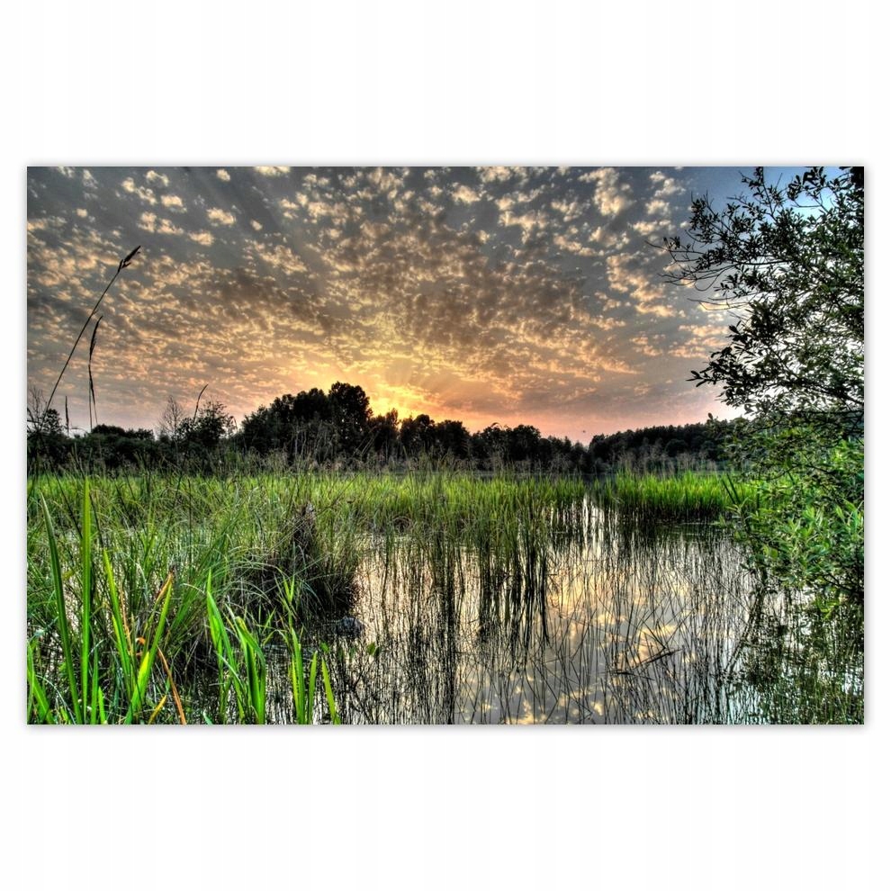

Plakaty 60x40 Mokradło