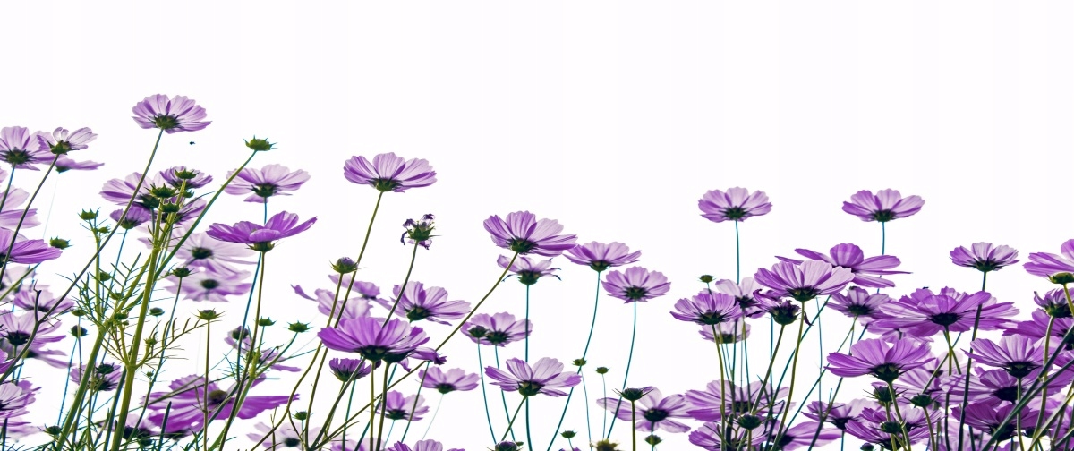 

Fototapeta Flizelinowa Kwiaty kosmos 250x104