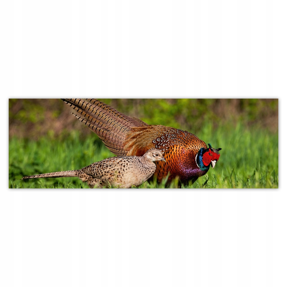 

Fototapety flizelina 312x104 Rodzina bażanatów