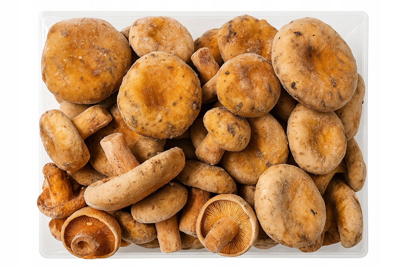 Rydz mleczaj mrożony całe grzyby naturalne aromatyczne 2 kg Suchy lód