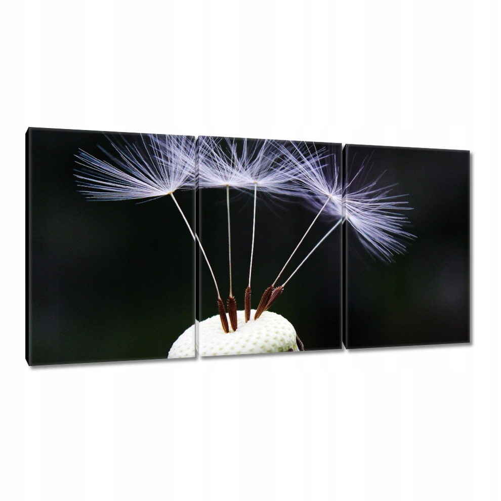 

Obrazy 120x60 Dmuchawiec Kwiat Kwiatki