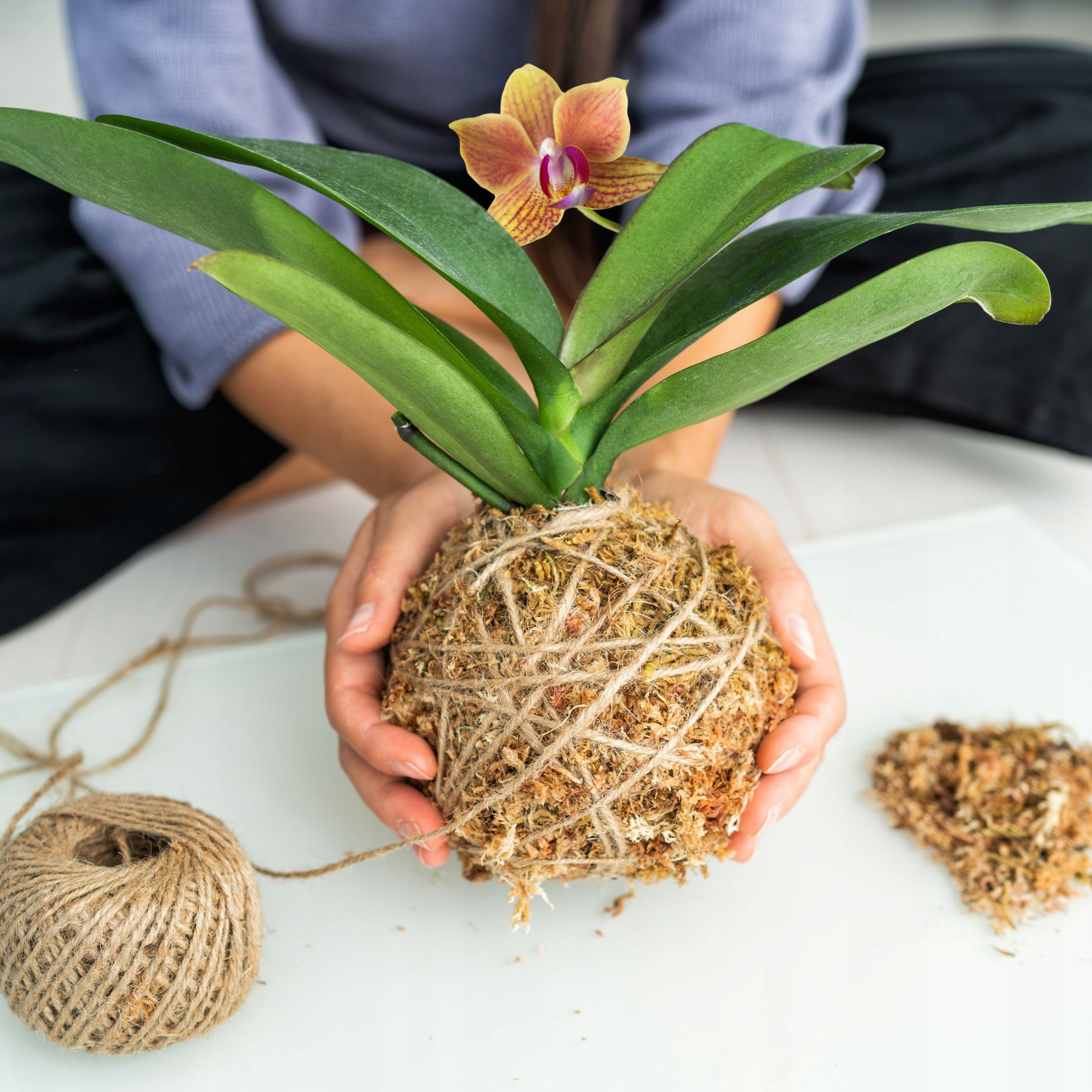 Mech torfowiec prasowany Sphagnum 8l - 100g do terrarium Spagmoss Besgrow Kod producenta 9416922000843