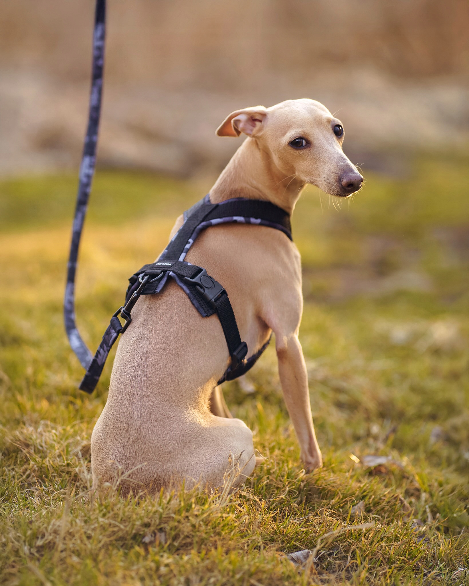 Levně Postroj pro chrta „Black Camo“