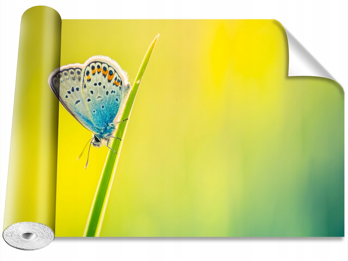 

Tapeta Samoprzylepna MagicStick Motyl - 416x254