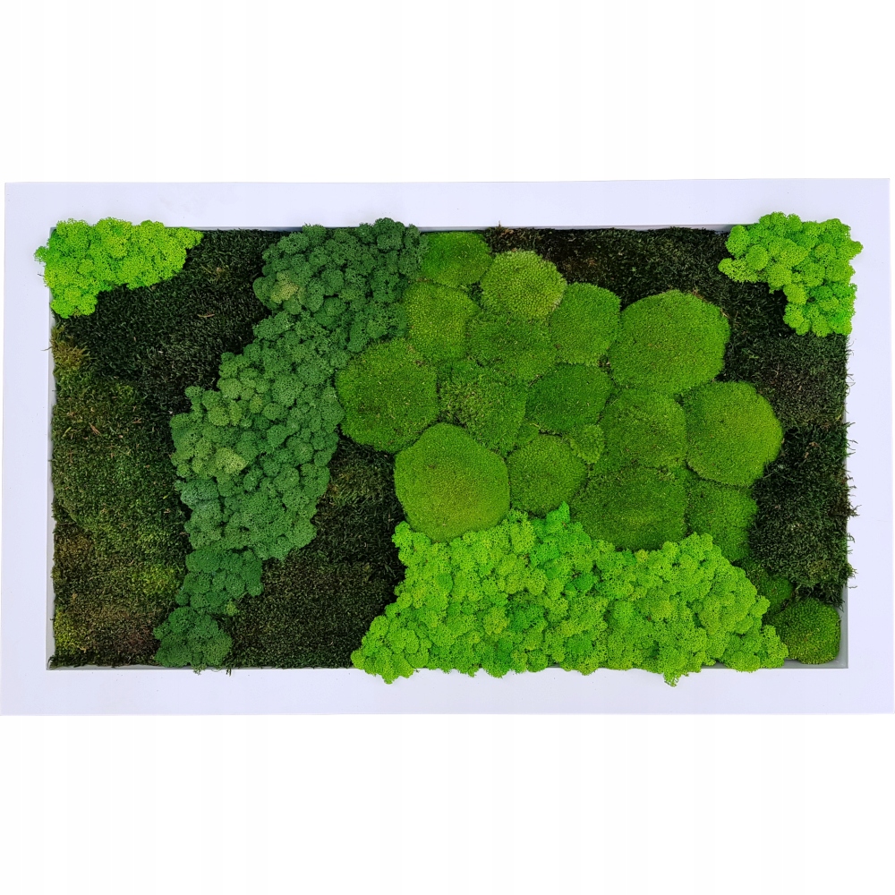 Bílý obraz s kompozicí ze smíšeného mechu Premium 100x50 cm
