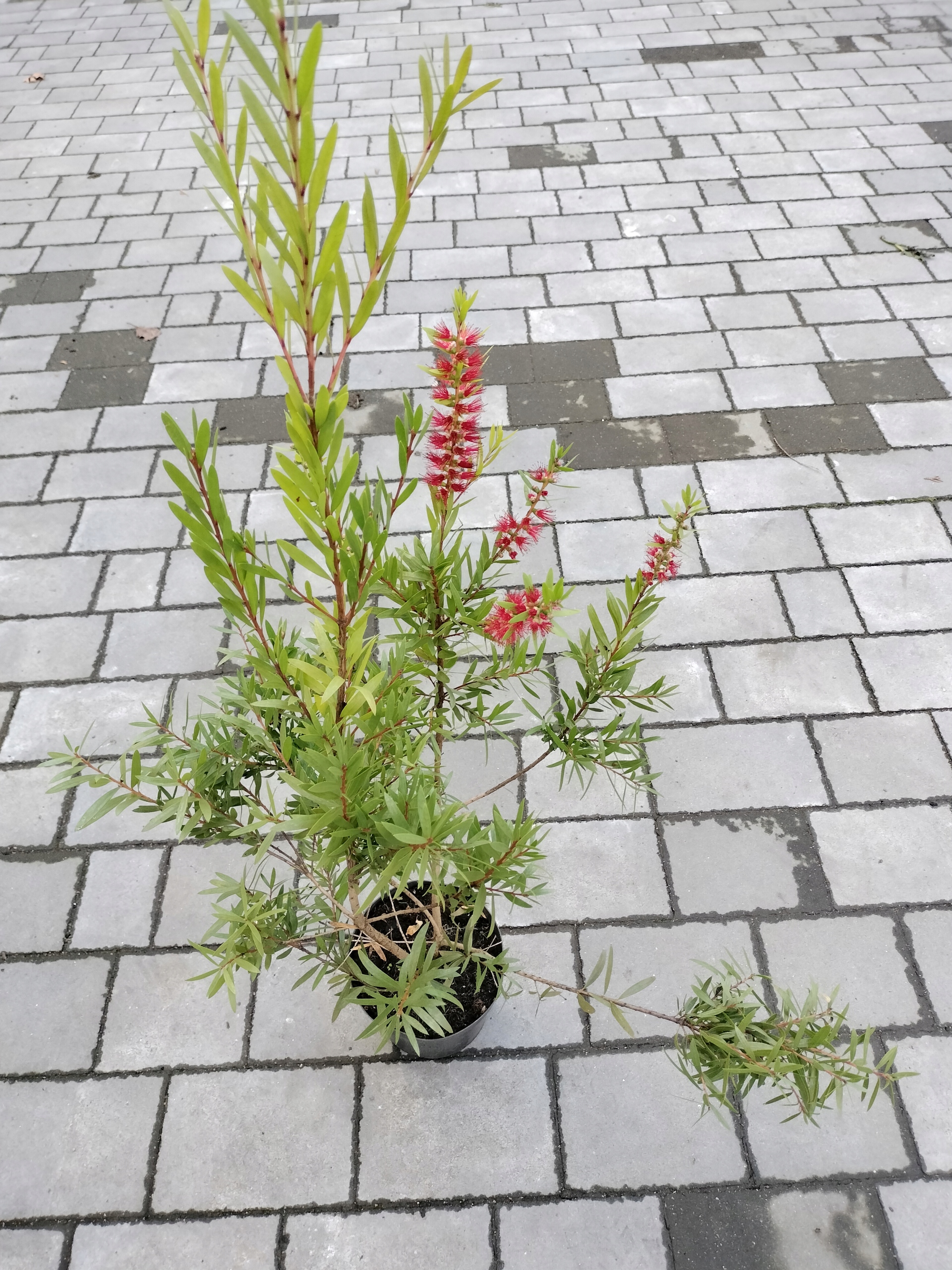 Kuflik- CALLISTEMON CITR.SPLENDENS 2L ok.70-90 cm Roślina w postaci sadzonka w pojemniku 2-3l