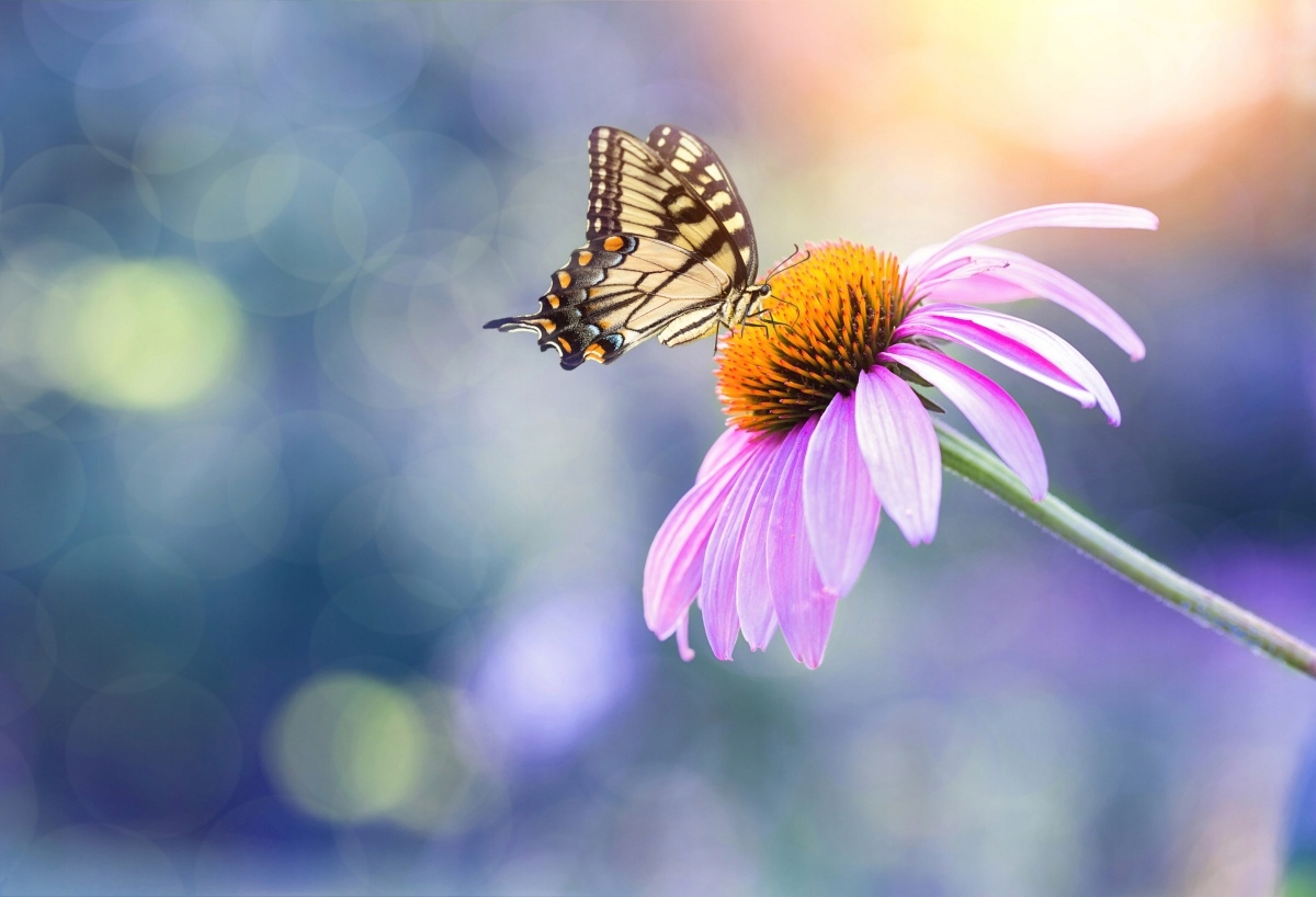 

Tapeta flizelinowa Echinacea Motyl - 104x70