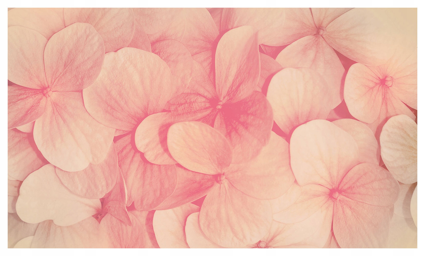 Vliesová fototapeta Hortenzie ružové, jemnosť kvetov 416x254 lepidlo