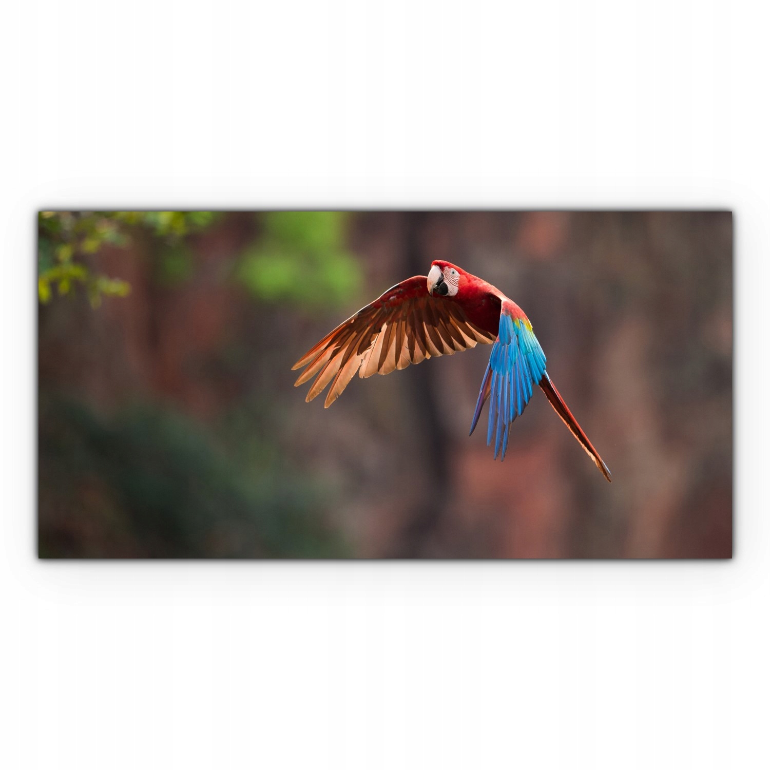 

Canvas na ramie na ścianę 100x50 Ara Papuga Ptak