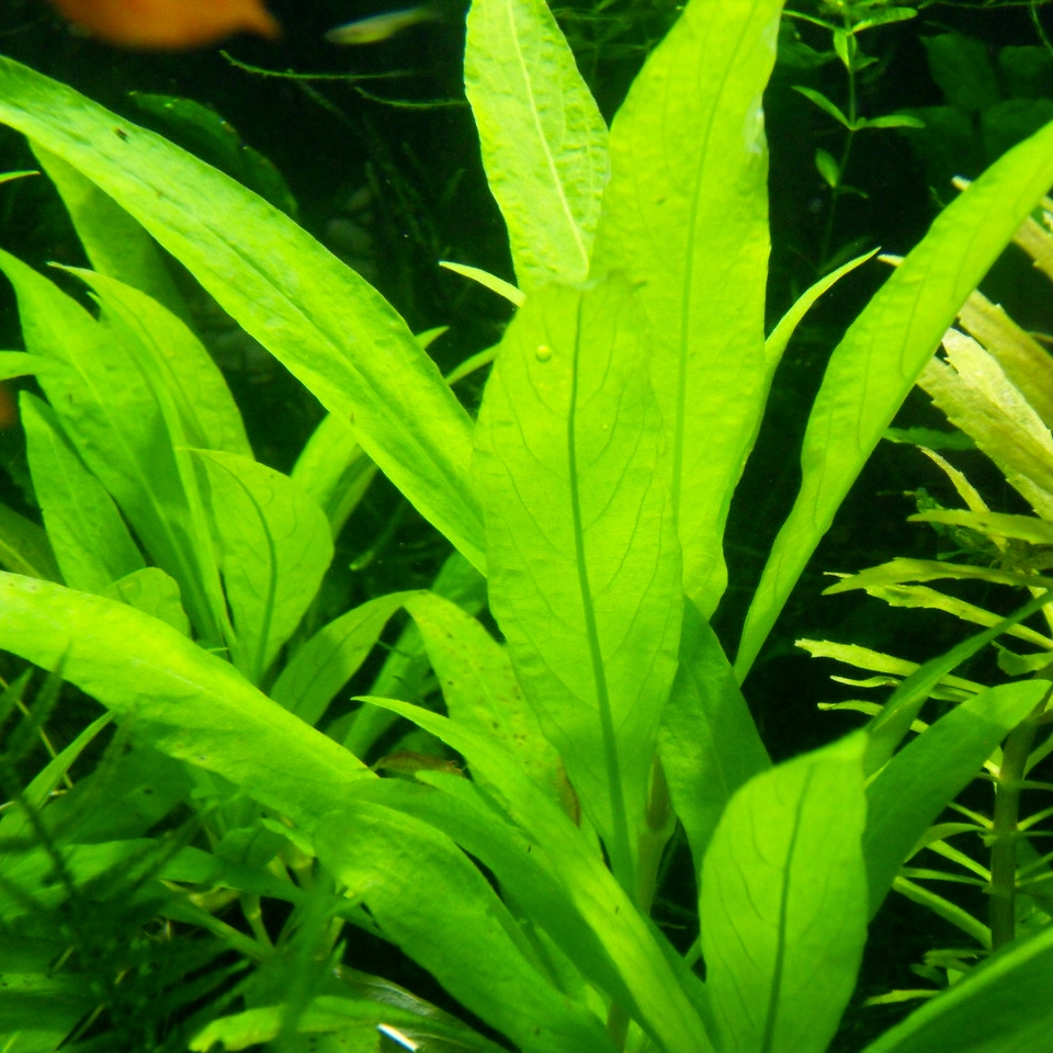 Hygrophila thailand - RA koszyk XXL