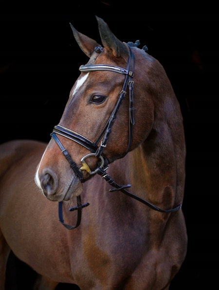 OGŁOWIE DLA KONIA KINGSTON CZARNY FULL COVALLIERO