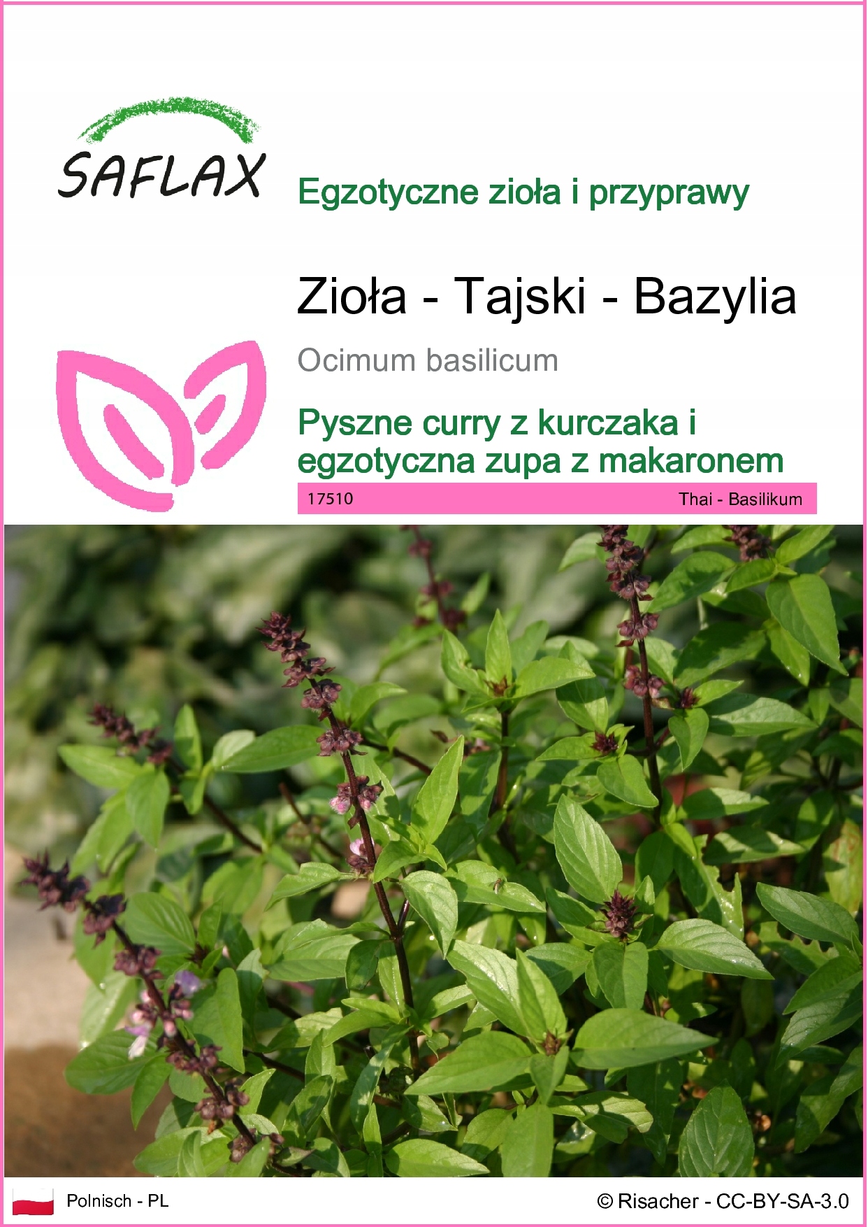 SAFLAX - Bazylia tajska - 200 Nasiona - Ocimum