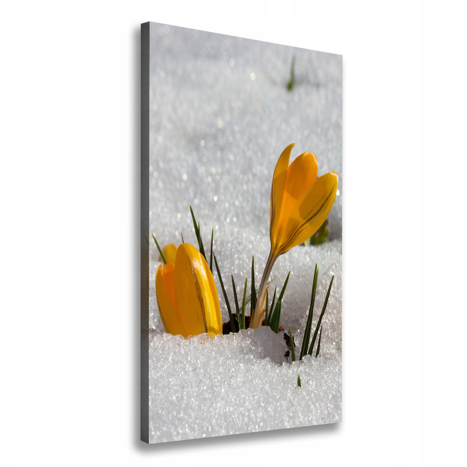 

Foto obraz na płótnie Żółte krokusy 70x140 cm