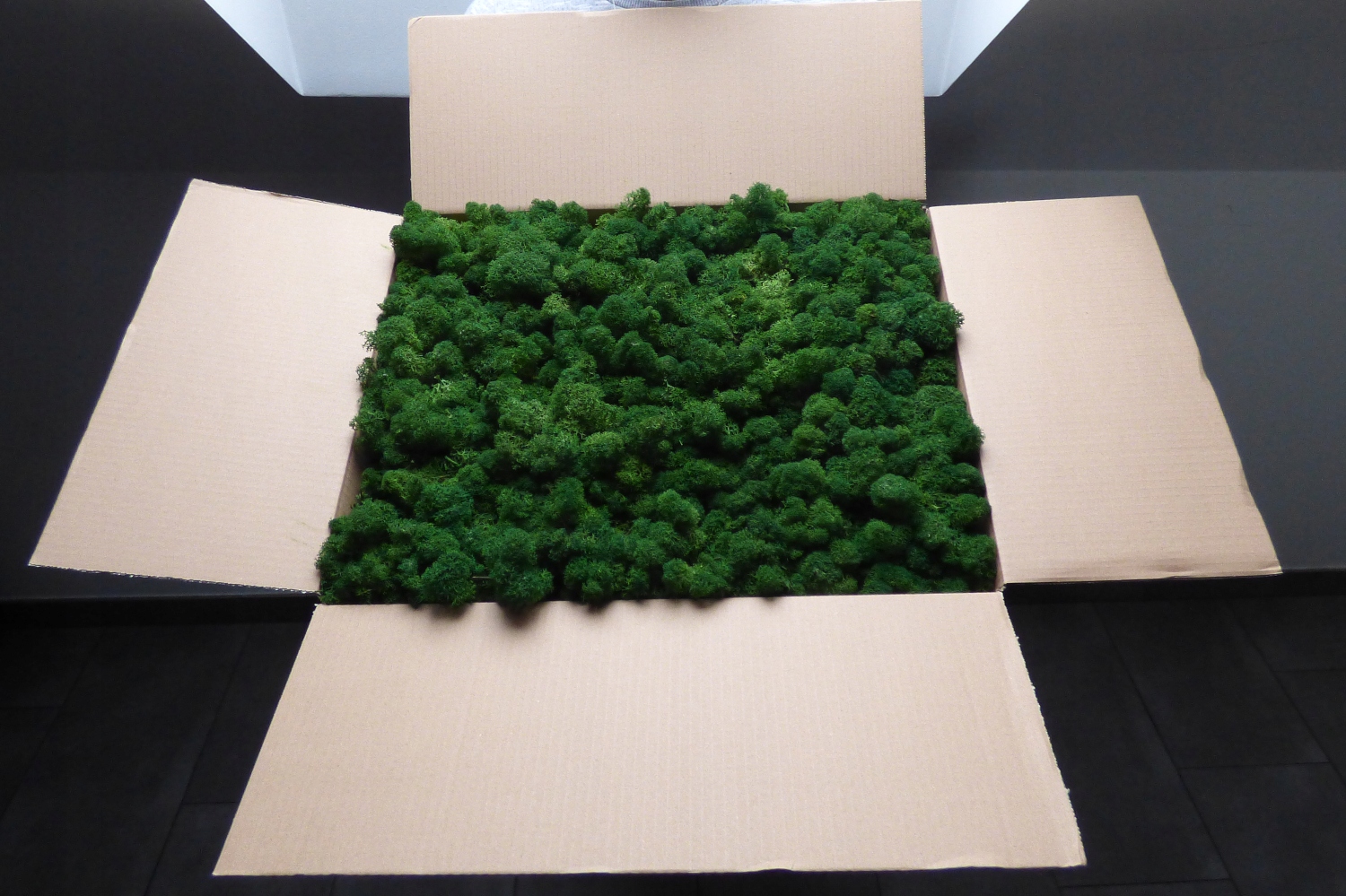 Mech Chrobotek PREMIUM Leśna Ciemna Zieleń 1kg Forma w kartonie