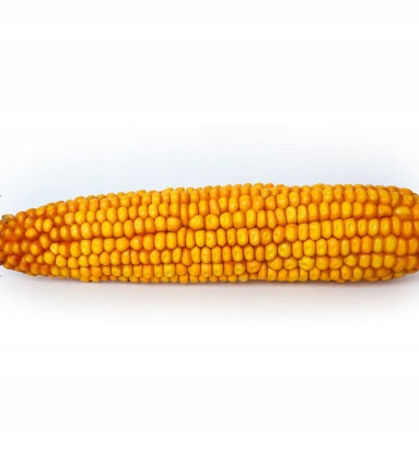 Semena kukuřice Es Yakari C/1