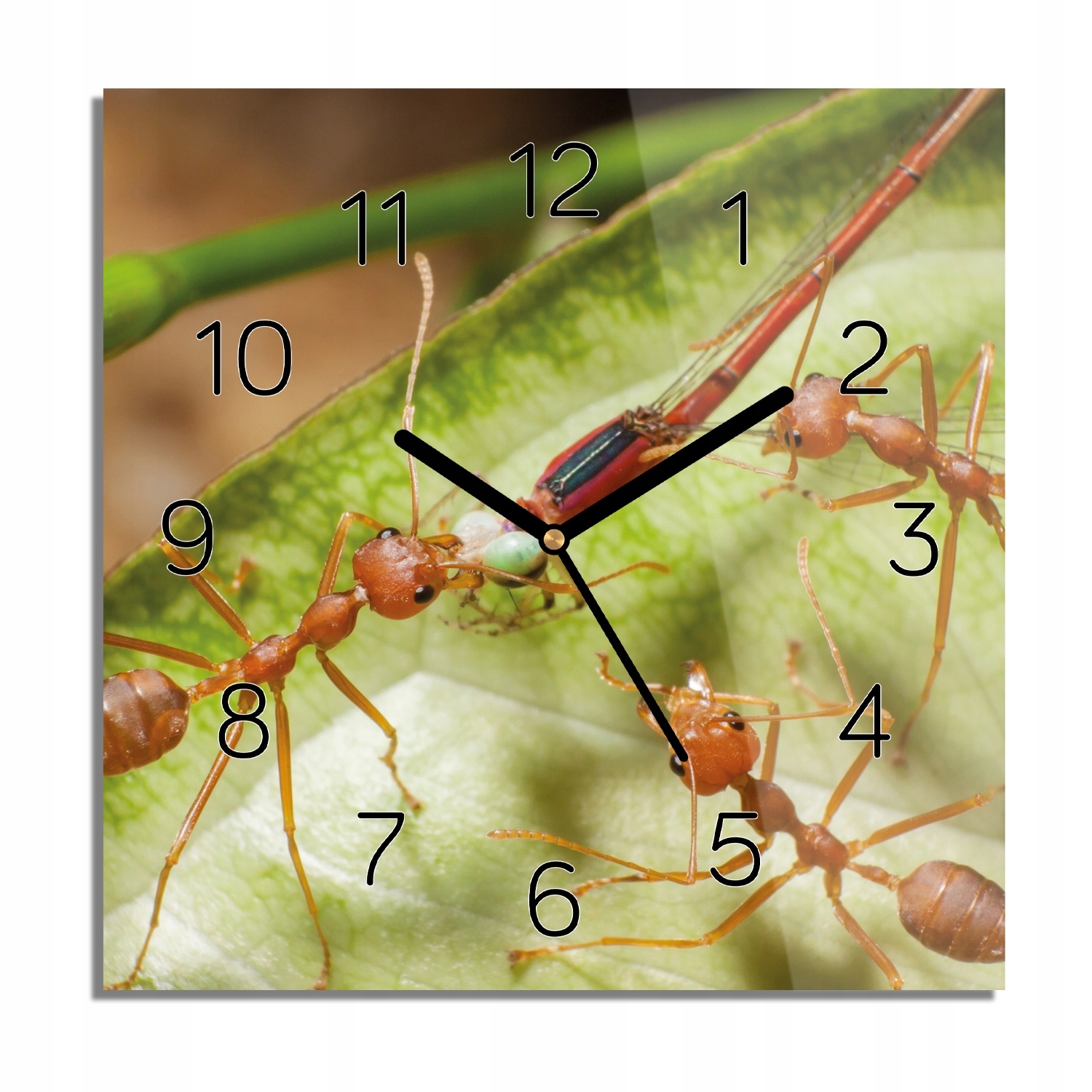 

Czerwona mrówka liść zegar szklany 30x30 do kuchni
