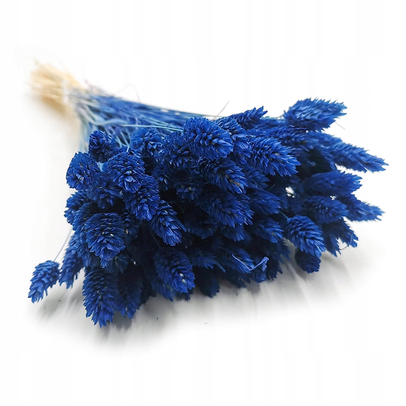 

Phalaris granatowy Mozga kanaryjska, kanar boho