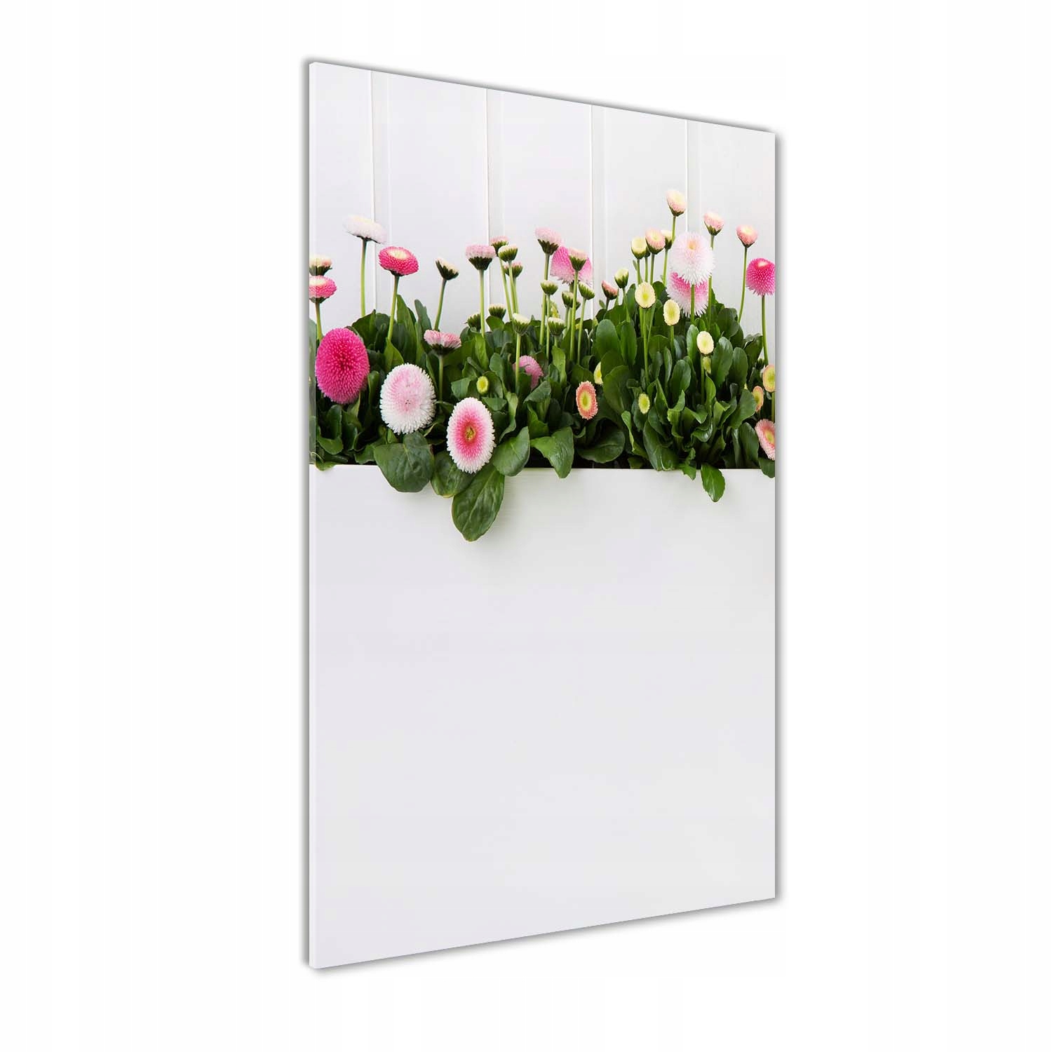 Vertikálny sklenený fotoobraz Ružové sedmokrásky 50x100