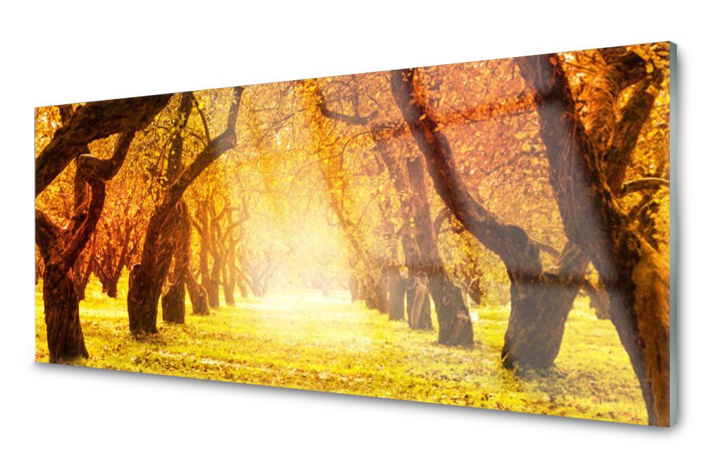Sklenený panel do kuchyne Les Cesta stromy 125x50
