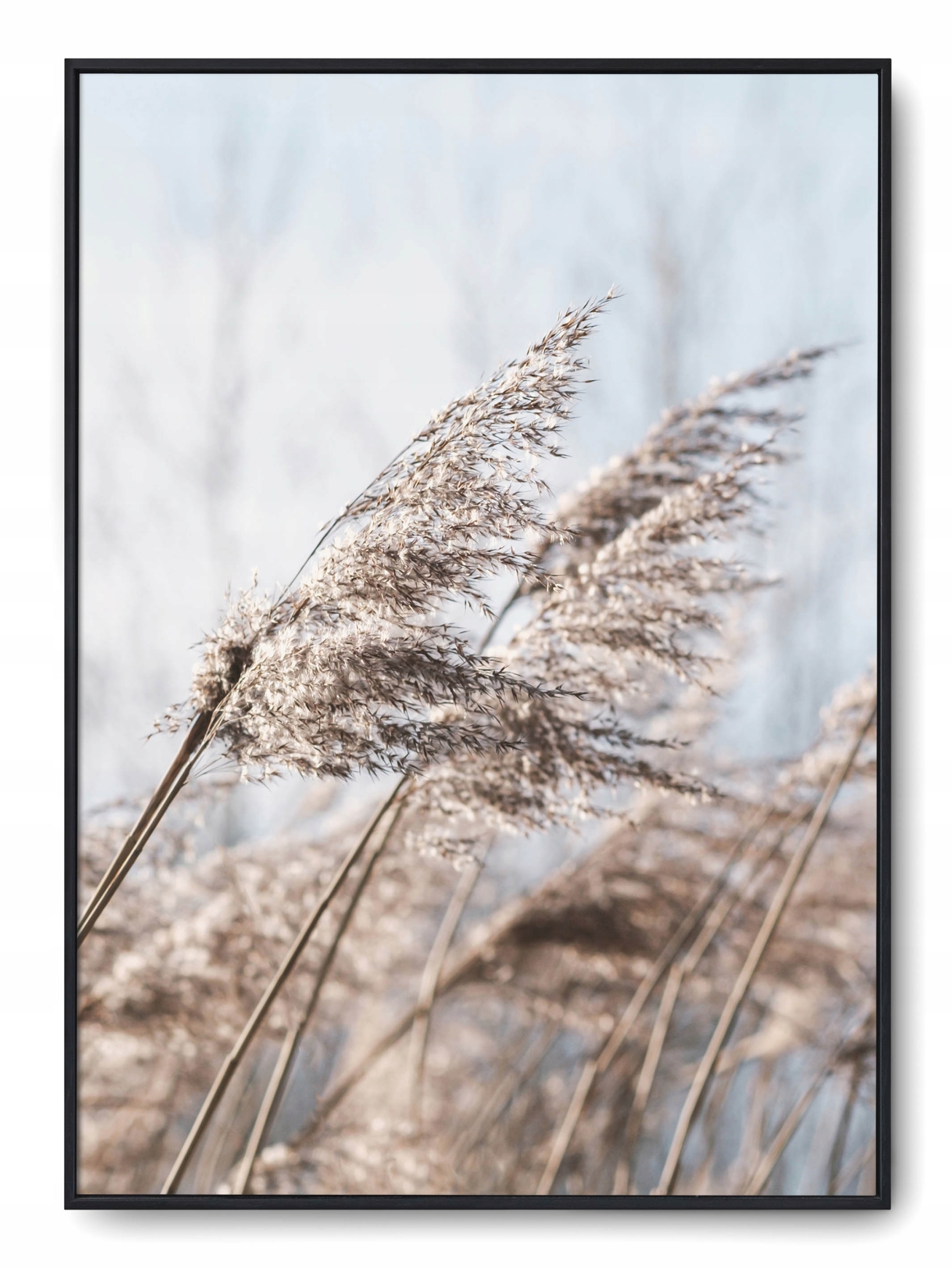 

Plakat r 40x50 cm Boho Natura Botanik Trawa Roślin