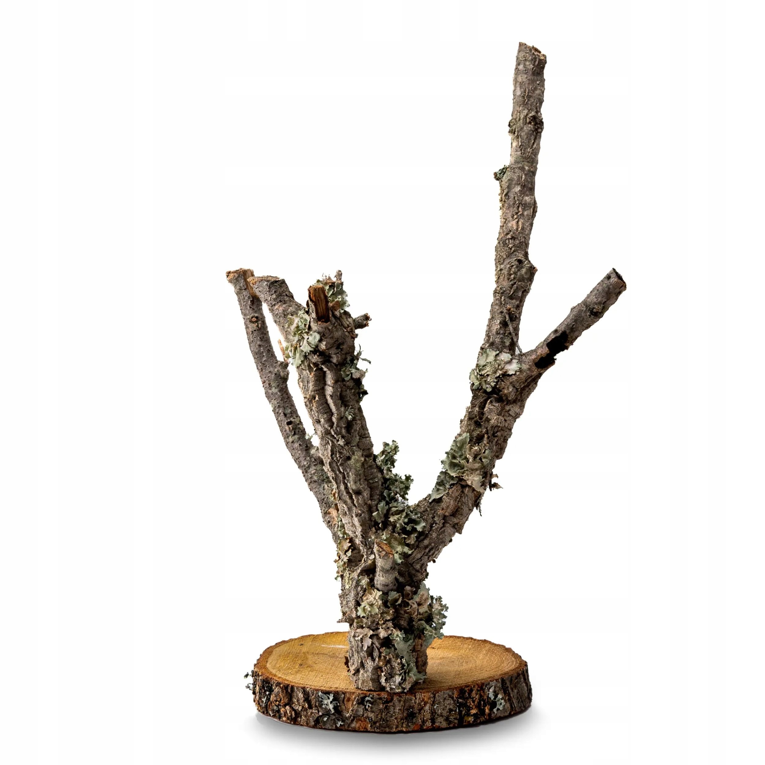 Levně BioBranch Tree 60 cm Korkový dubový strom