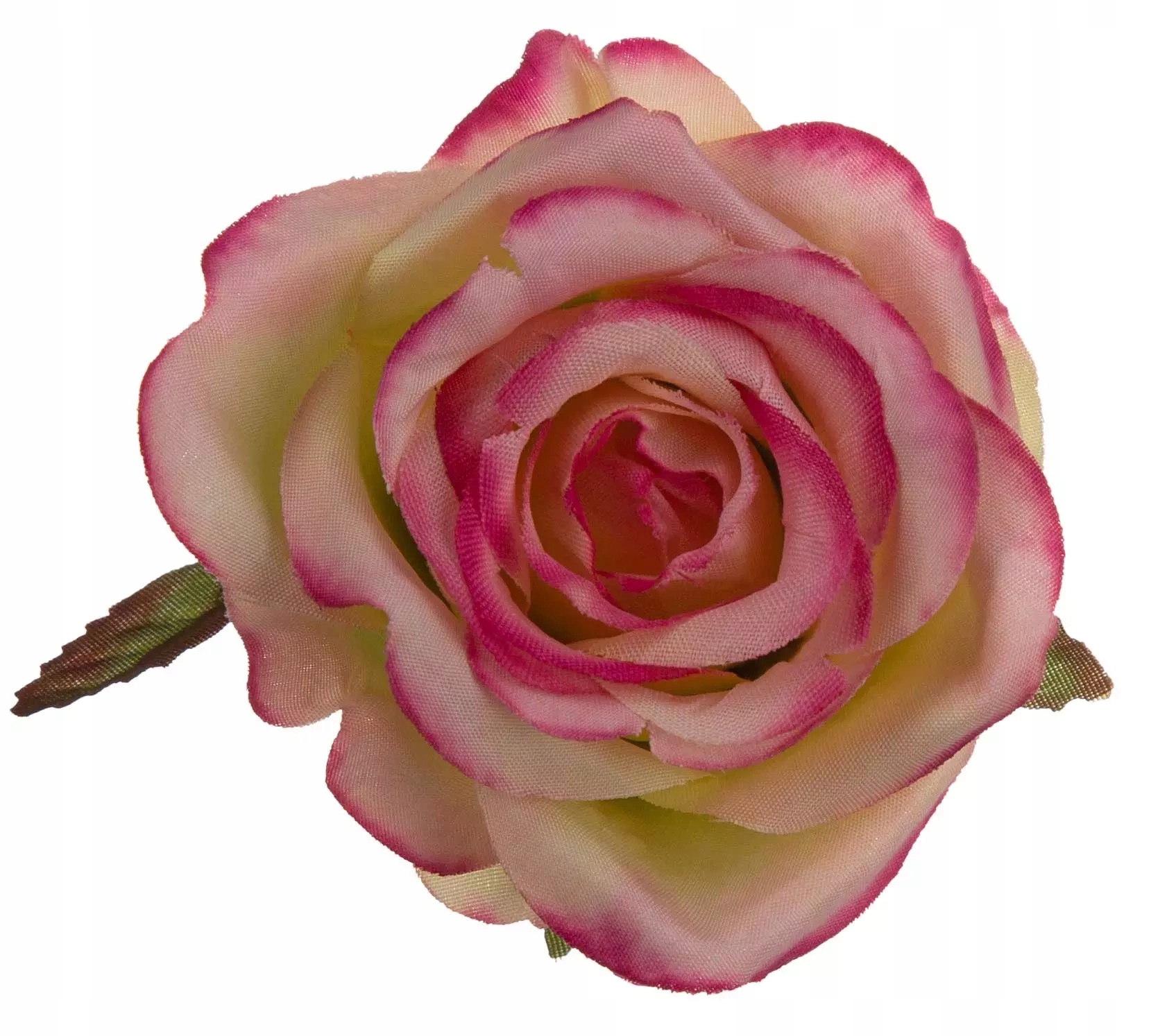 Róża Główka Wyrobowa 12 Szt. Krem Róż