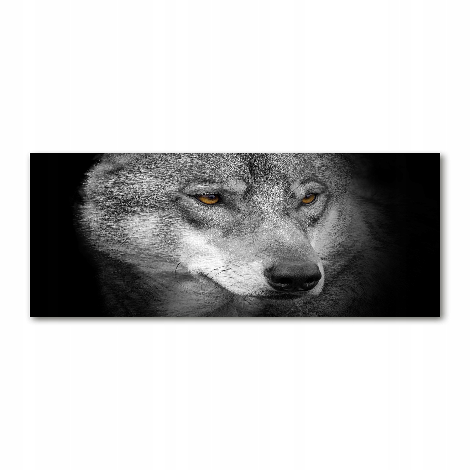 

Foto-obraz akrylowy na ścianę dużyWilk 125x50 cm