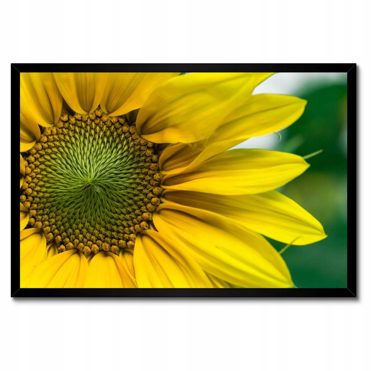 Plakáty v rámu 60x40 Květ Slunečnice