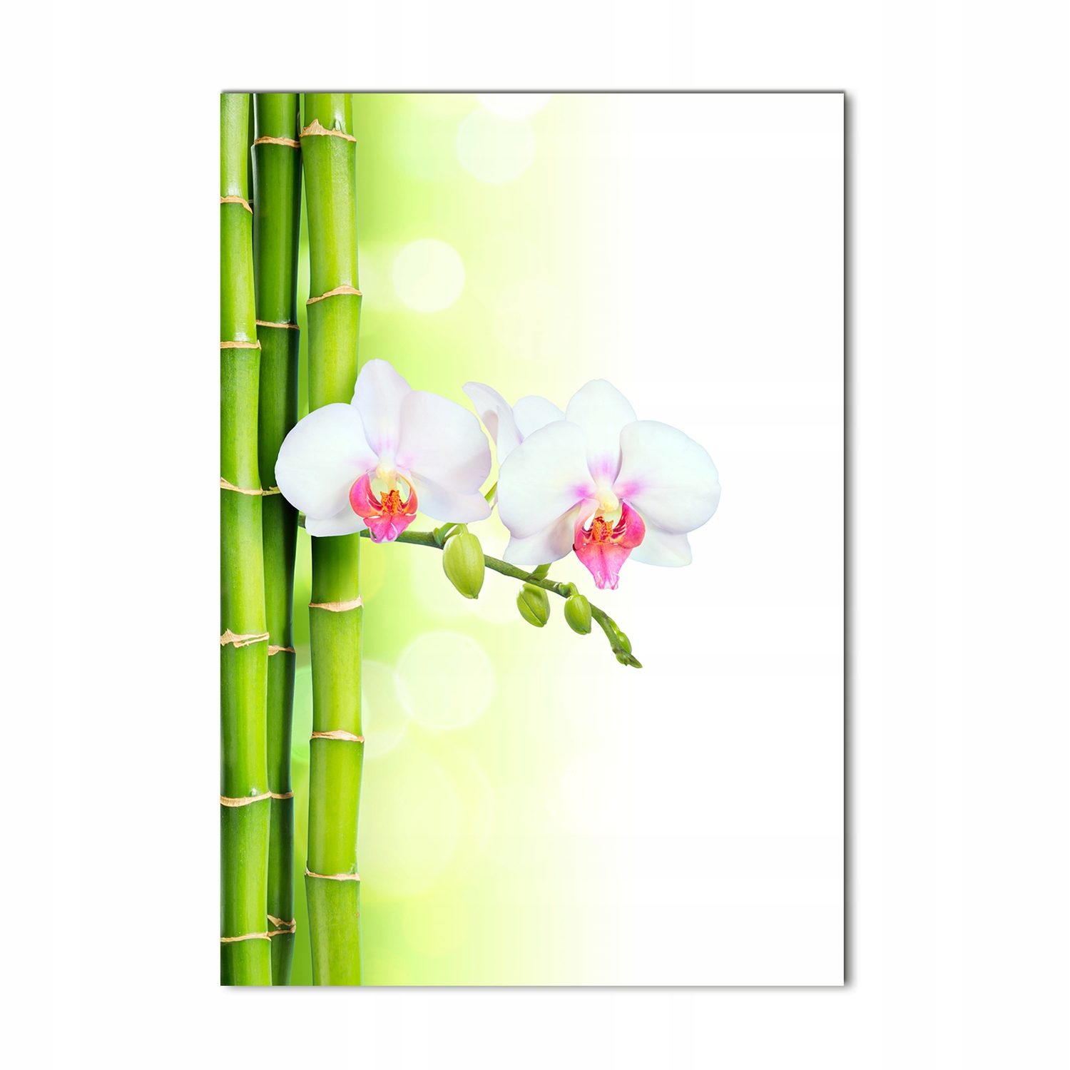 

Foto obraz akrylowy Orchidea i bambus 70x100 cm