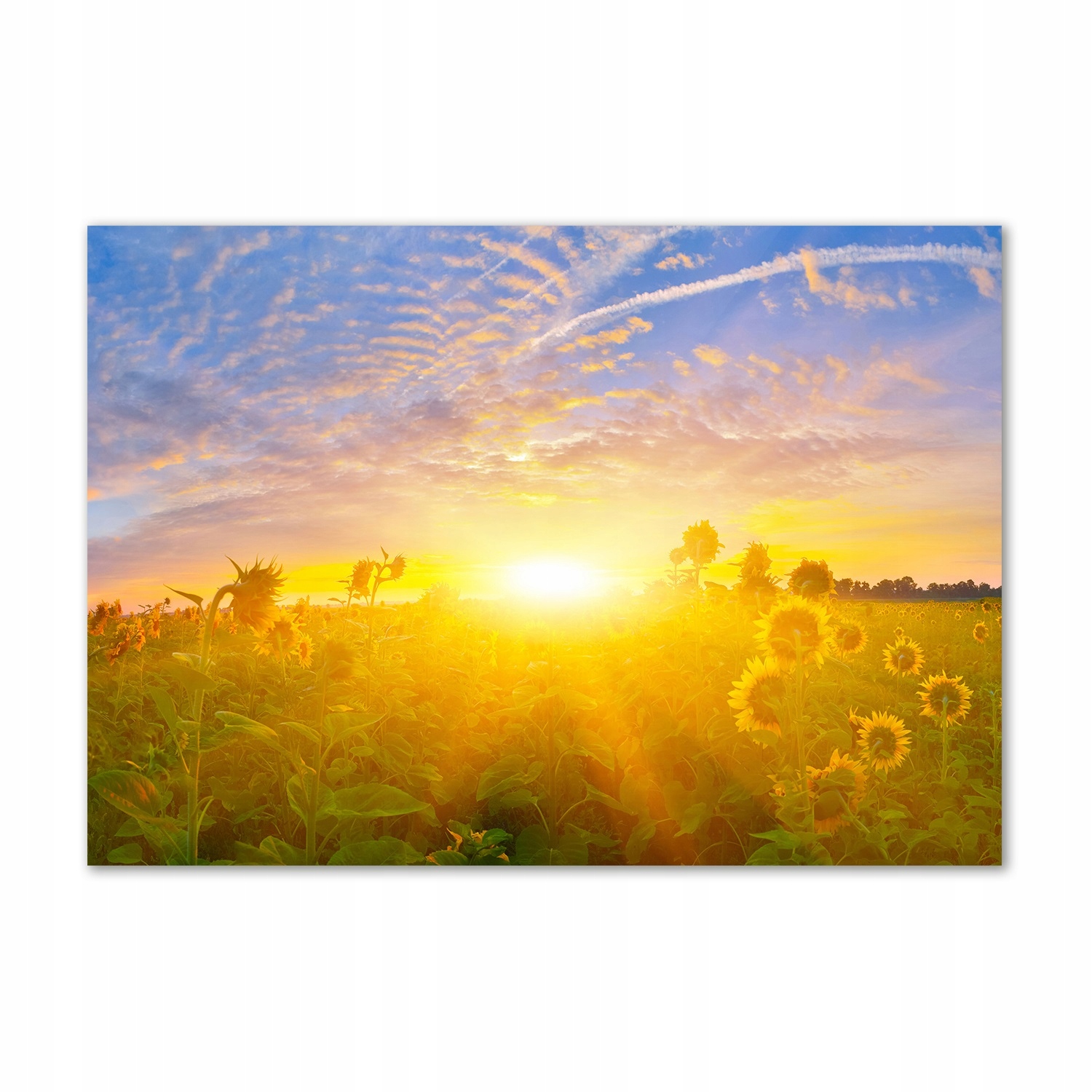 

Foto obraz szkło akryl Pole słoneczników 100x70 cm