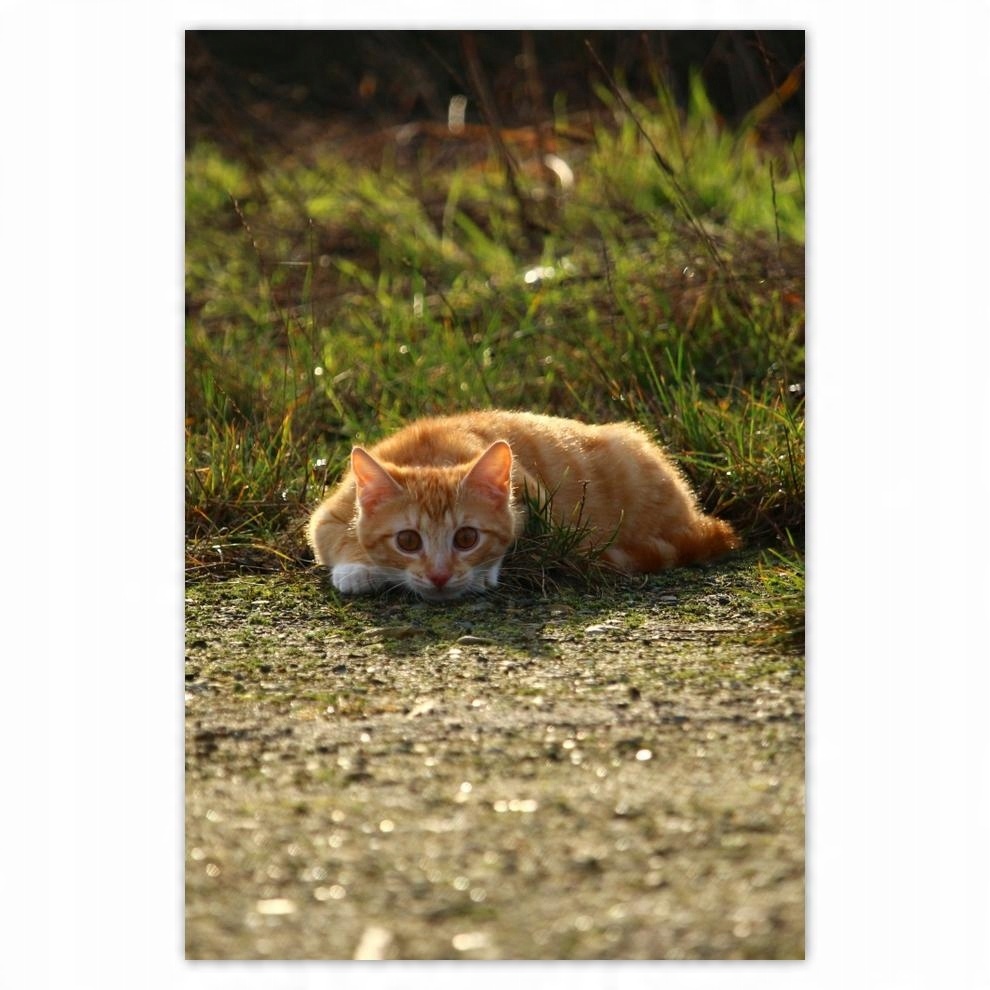 

Plakat 62x93 Kotek Kotki Koty Kicia