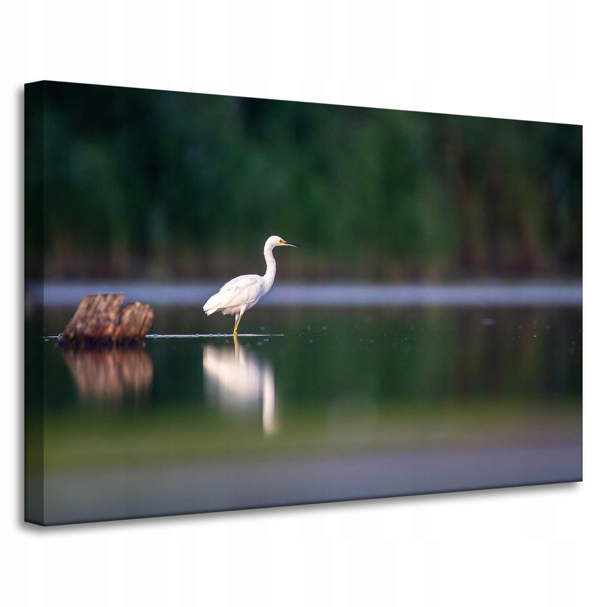 Obraz na plátně Zvířata Čapla Pták Rybník 90x60