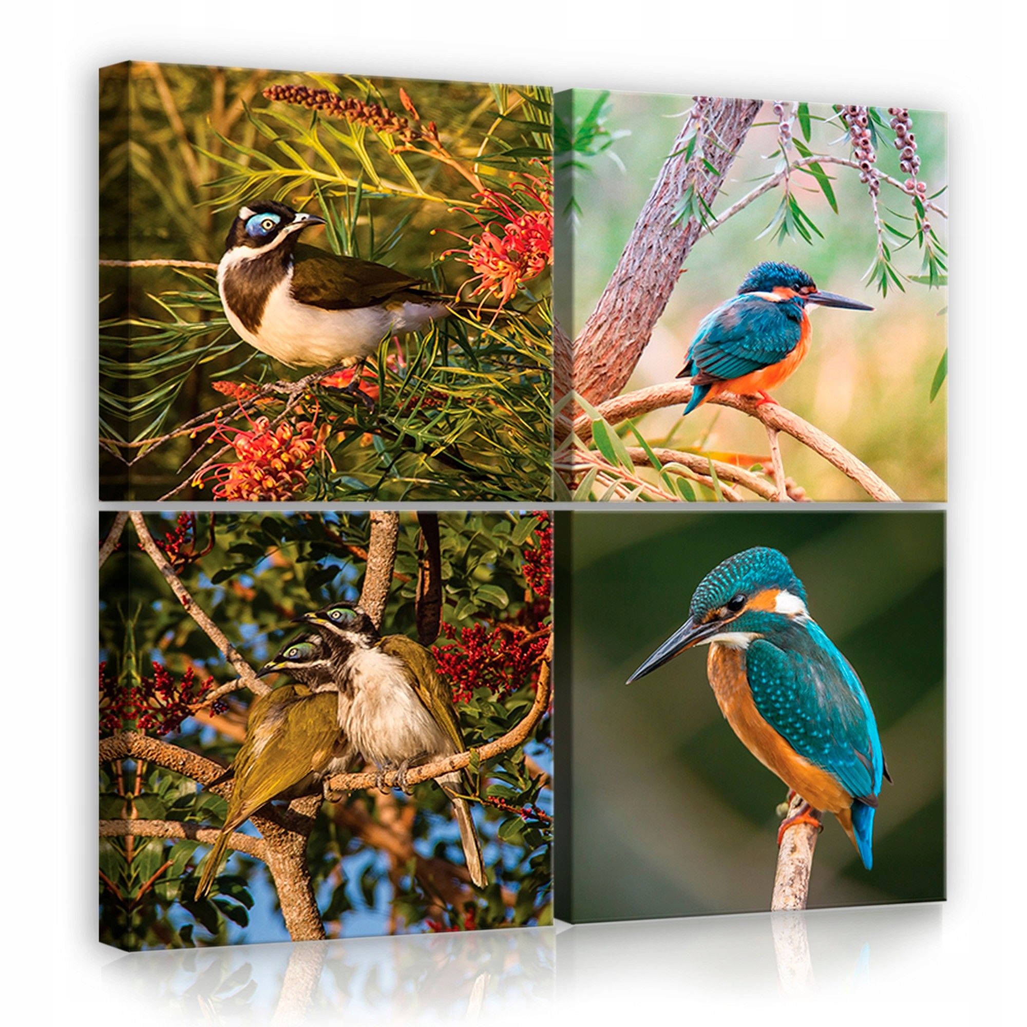 Obraz 50x50 Ptáci příroda detaily barvy klid harmonie polyptych modulární