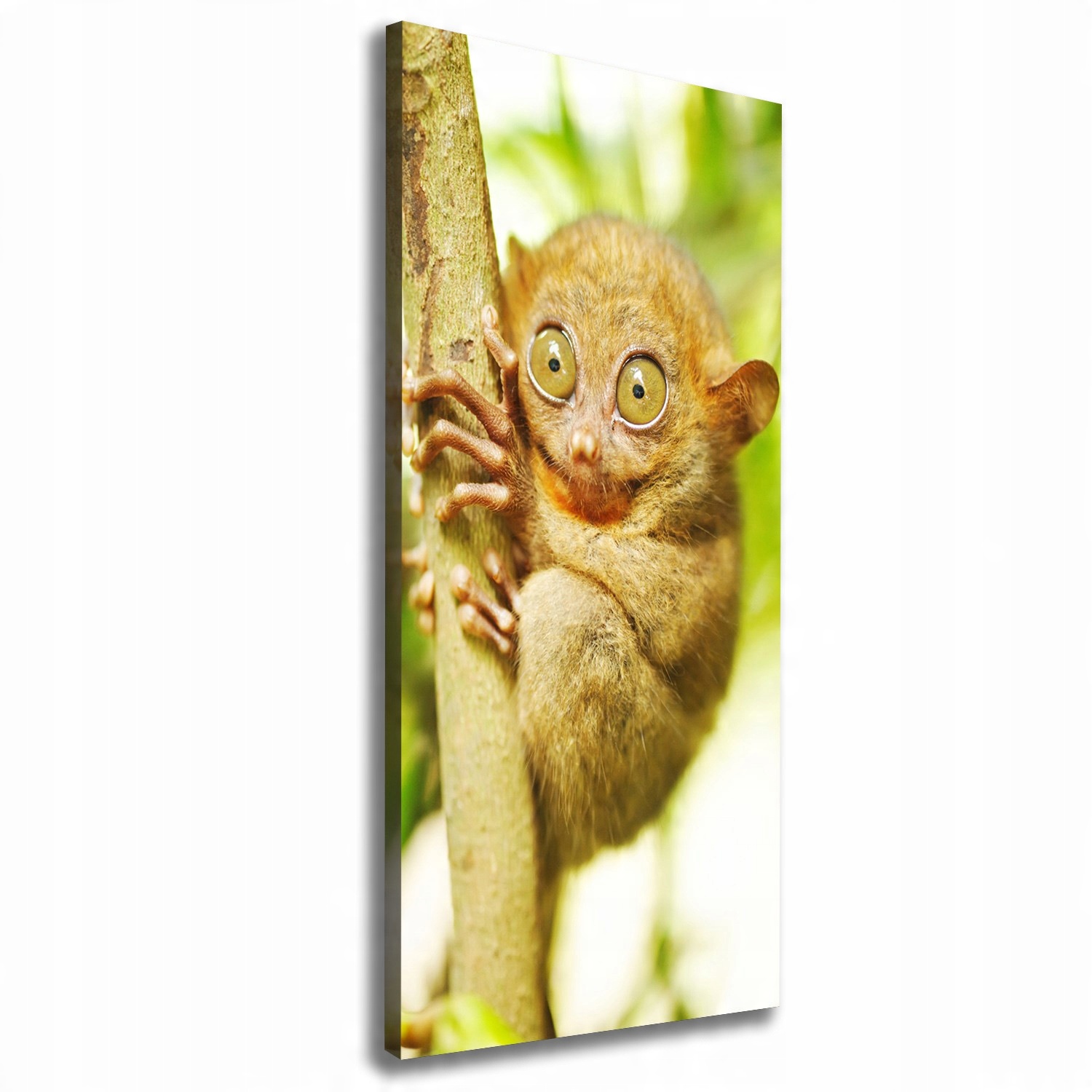 

Foto obraz canvas na ścianę Wyrak upiorny 50x125cm