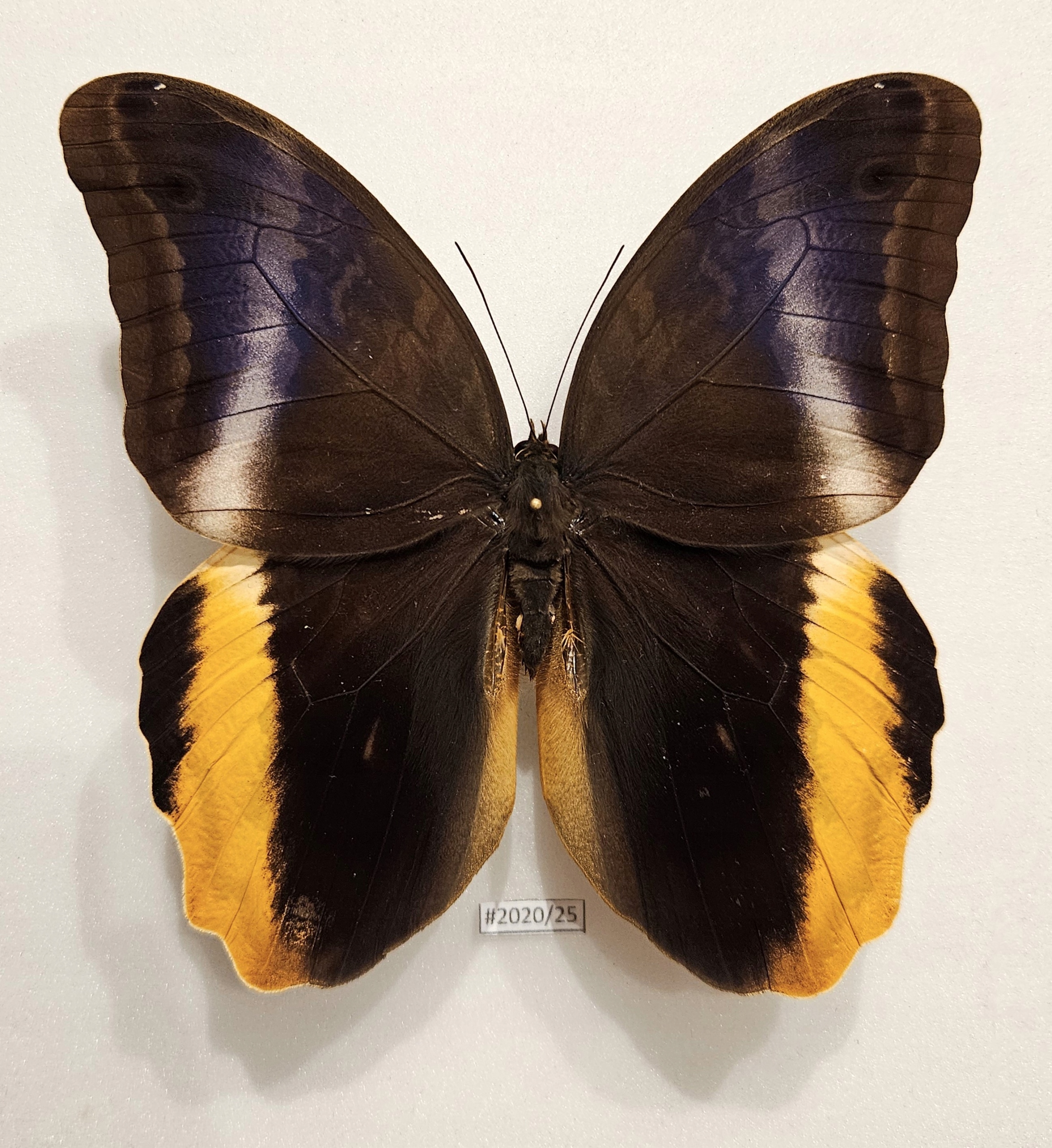 Motyl Caligo atreus samiec strona grzbietowa .