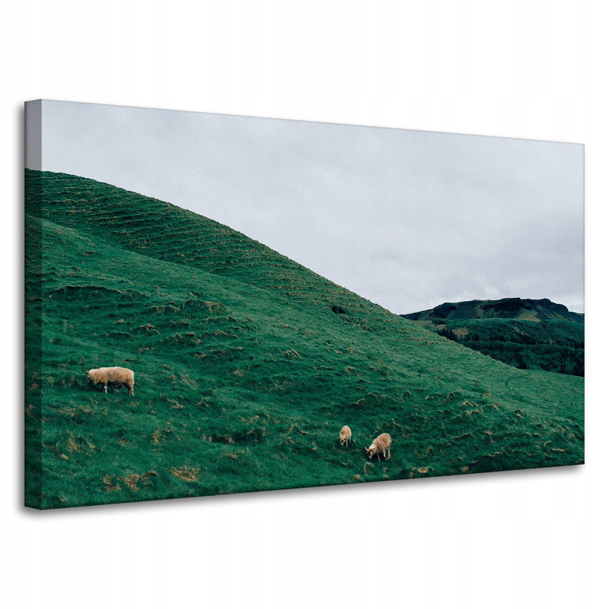 Obraz Canvas Příroda Pastvina v horách 100x60 cm