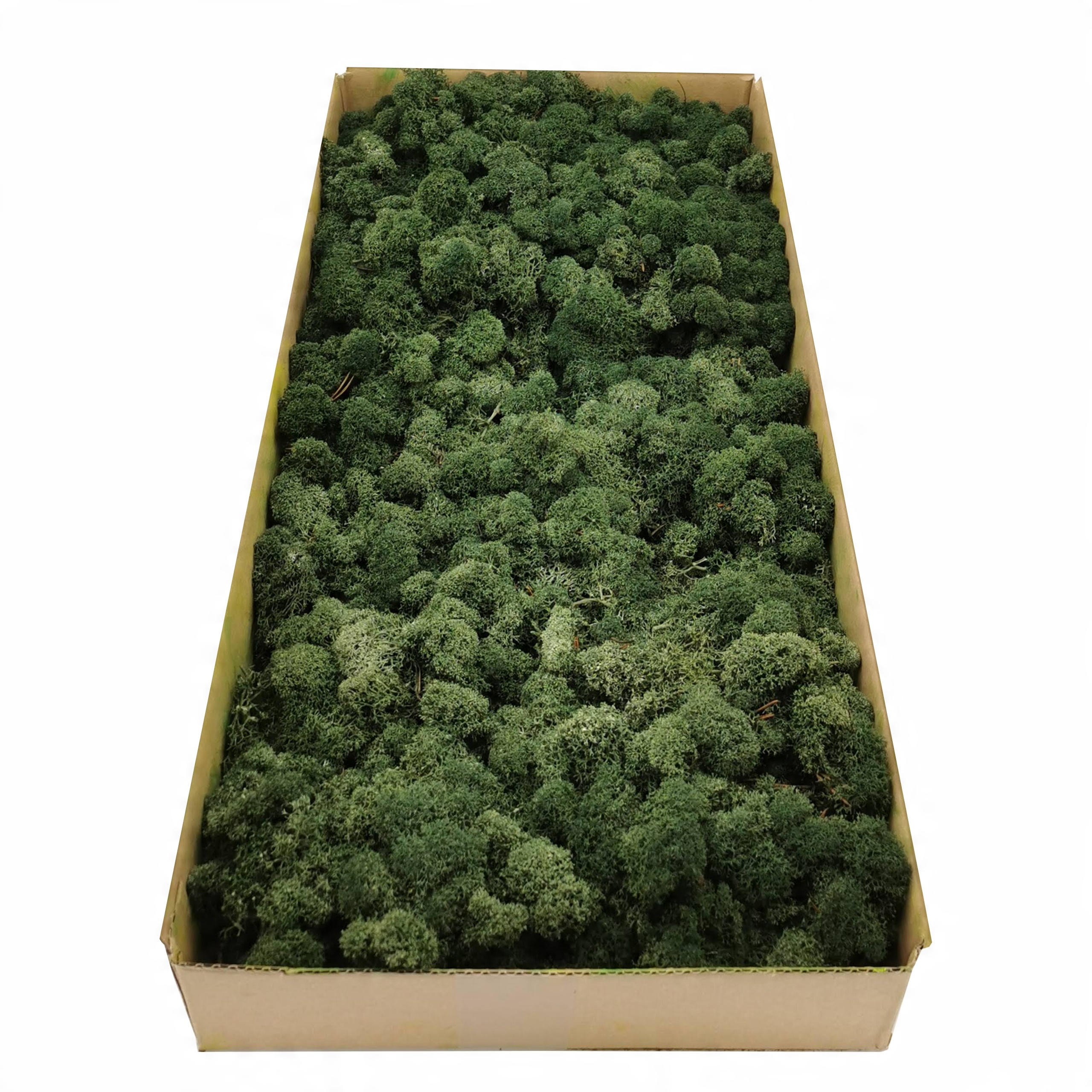 

Mech chrobotek fiński 500g netto