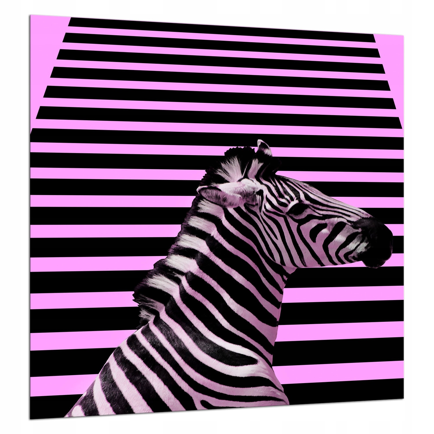 Skleněná Deska Ochranná 60x65 Zebra
