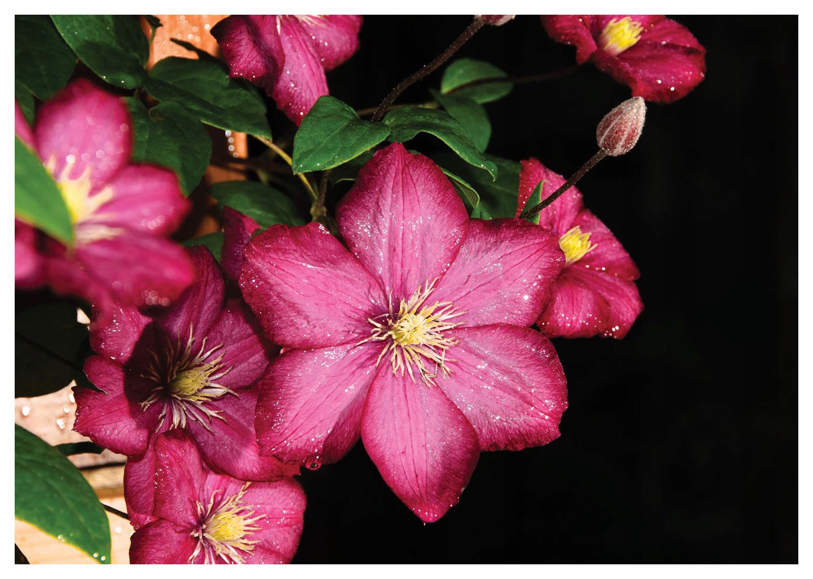 Fototapeta Klematis růžová vinylová jemné okvětní lístky 368x254 lepidlo