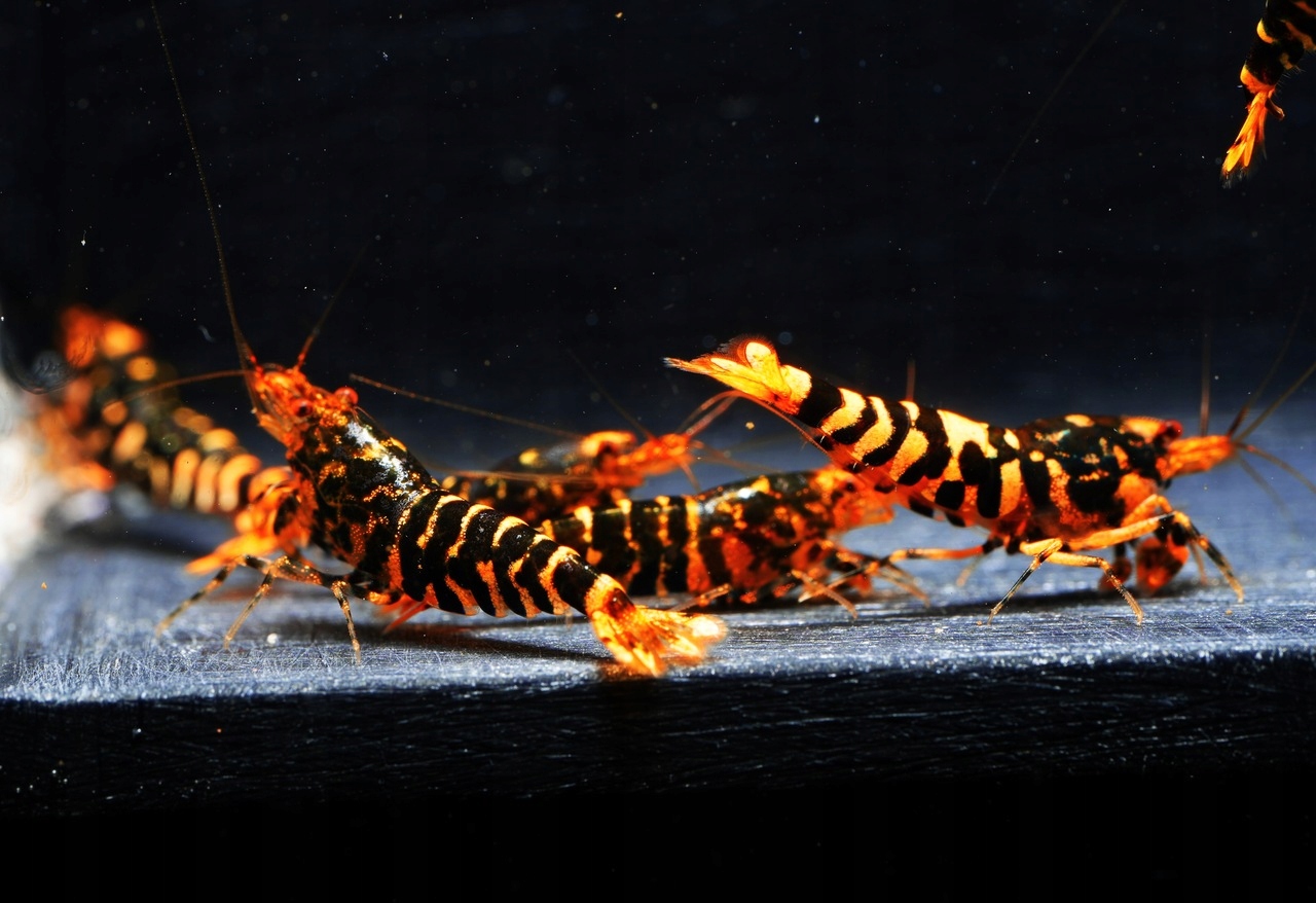 Krewetki Hornet Caridina