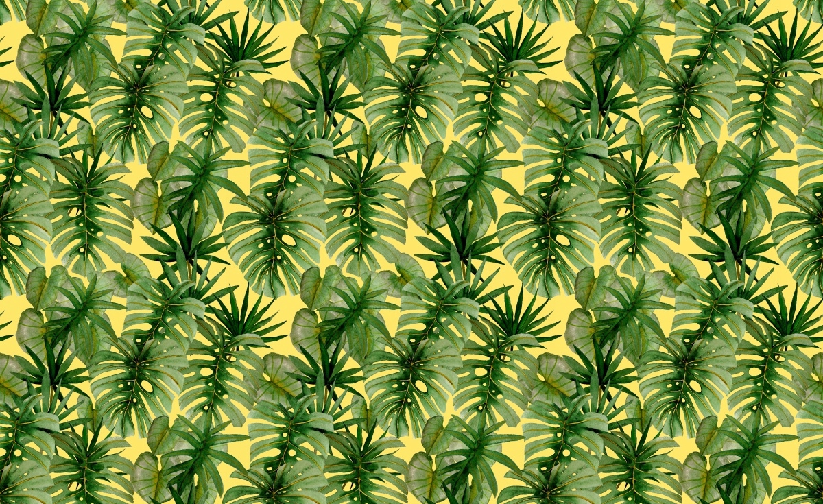 

Fototapeta Flizelinowa Palma Monstera 416x254