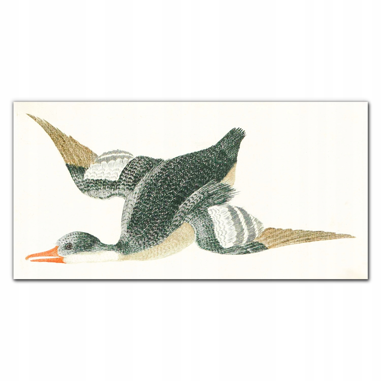 Foto-obraz na plátne Zviera, vták, kačica 140x70