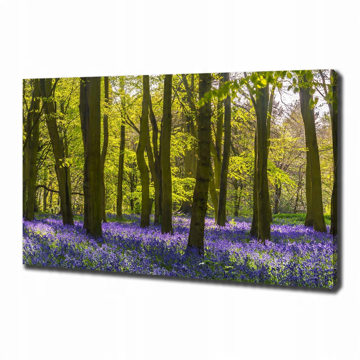 

Foto obraz canvas na ścianę Las wiosną 100x70 cm