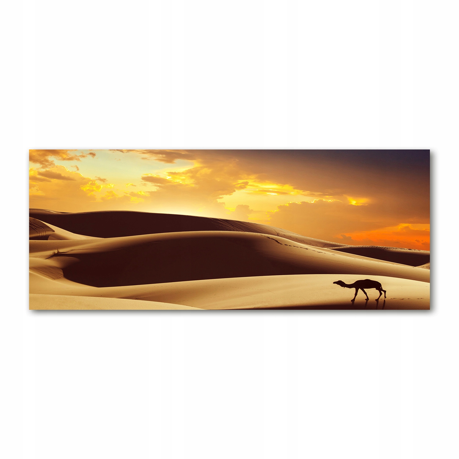 

Foto obraz akryl zdjęcie Wielbłąd Sahara 125x50 cm