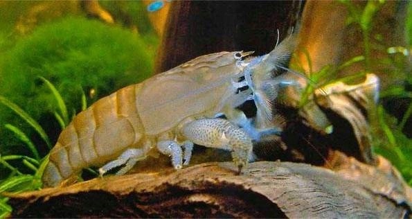 Габонская фильтрующая креветка gabonensis EKH
