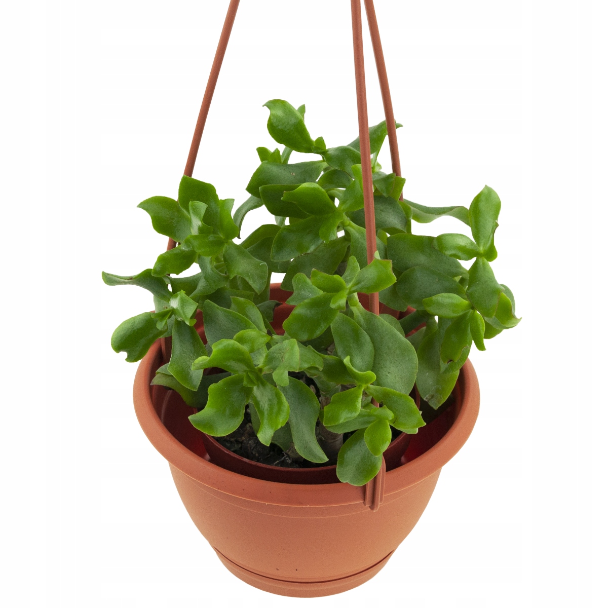 DONICZKA DONICA PRODUKCYJNA WISZĄCA Ø 16cm BALKONOWA OKRĄGŁA Z HAKIEM 2,8L Marka Prosperplast