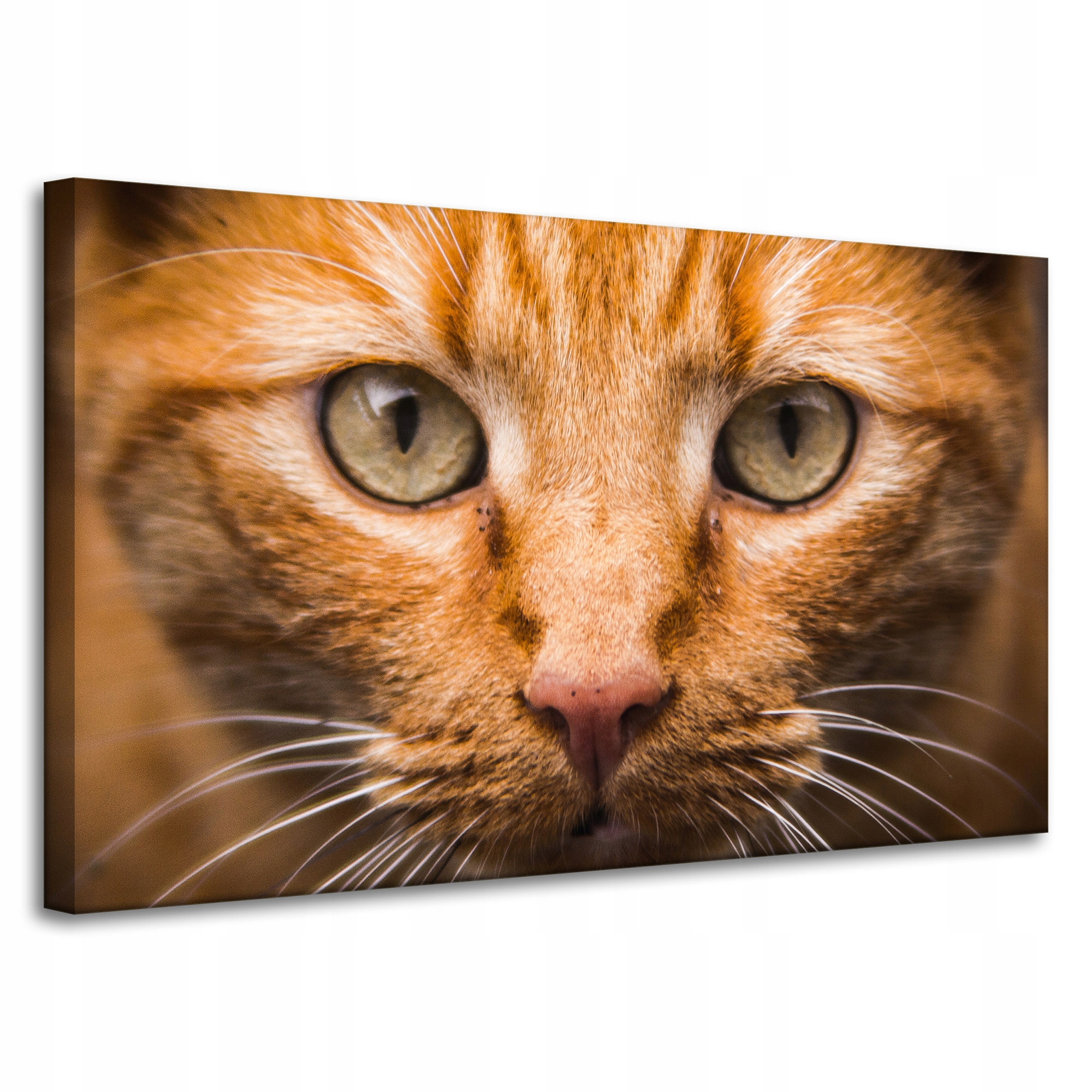 Obraz na plátně Tvář kočky zblízka 100x60